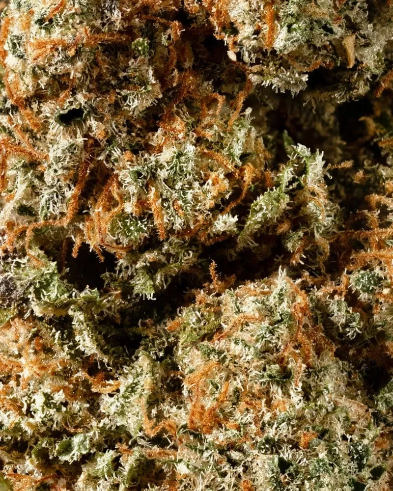 Cogollo de CBD Kritical 47 Bilbo 3 Cogollo de CBD Kritical 47 Bilbo - Imagen 3