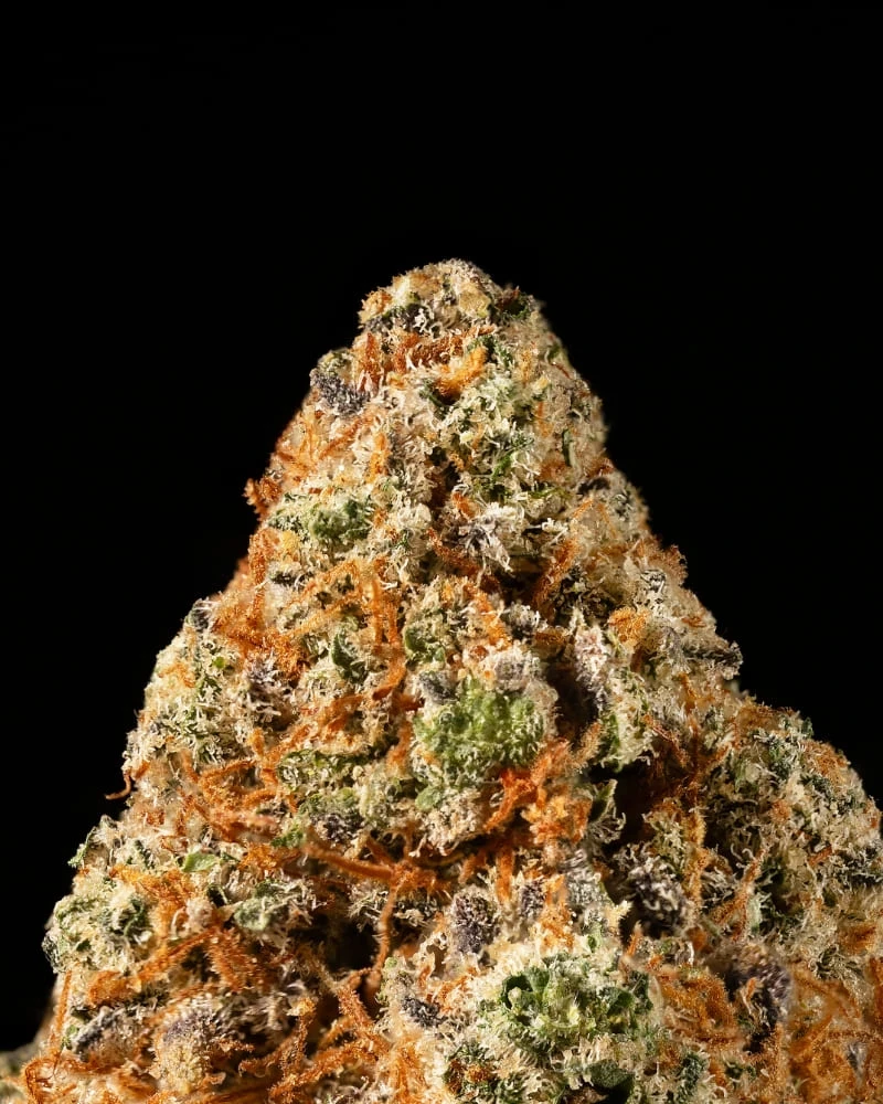 Cogollo de CBD Kritical 47 Bilbo 2 Cogollo de CBD Kritical 47 Bilbo - Imagen 2