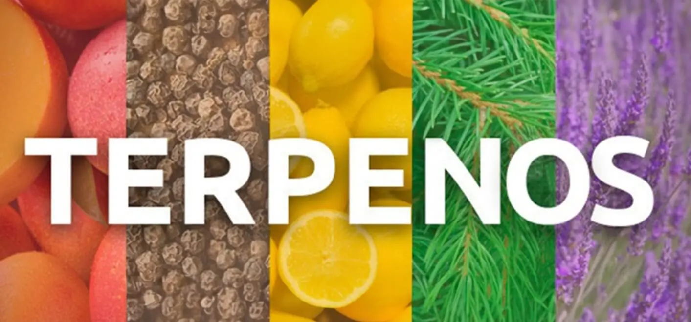 Sumergiéndonos en el Mundo de los Terpenos: Descubre sus Orígenes y su Importancia