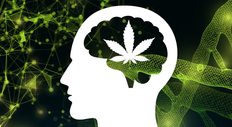 Explorando el Poder del Efecto Séquito en el Cannabis: Una Inmersión Profunda
